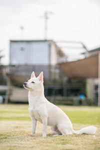 0466dog