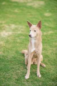 0478dog